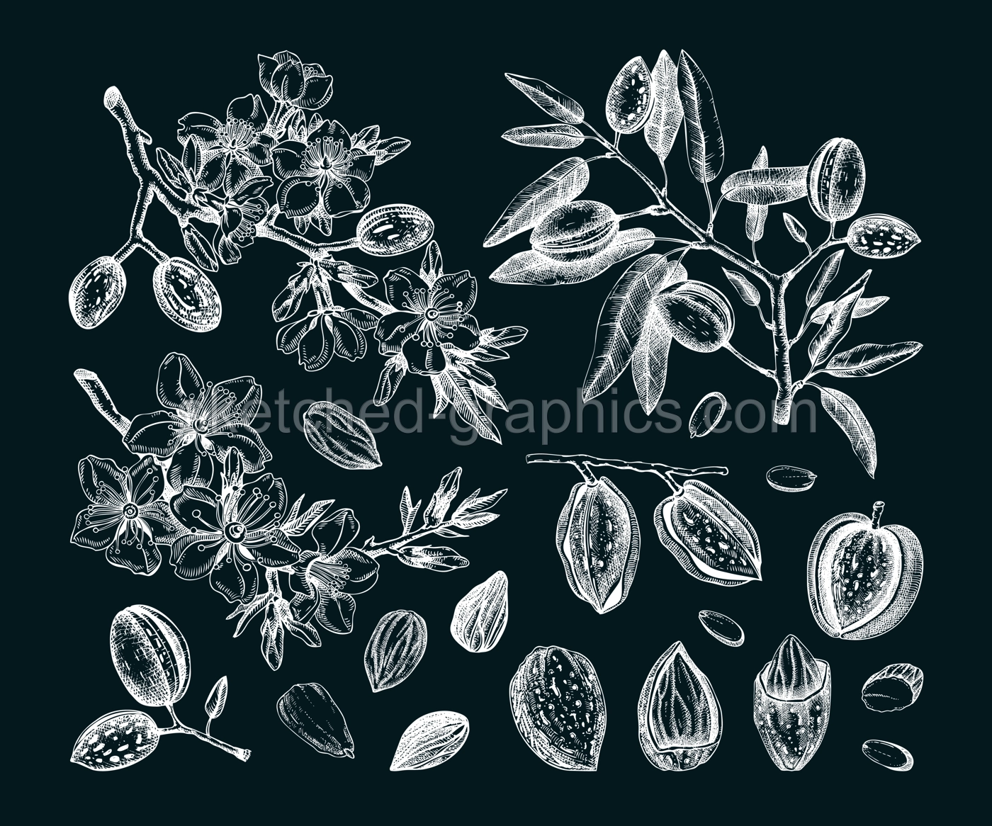 Almond nut sketches set. Hand-drawn vector illustrations on chalkboard. Vintage design with blooming branches, flowers, nuts, and leaves for print. NOT AI generated Illustration